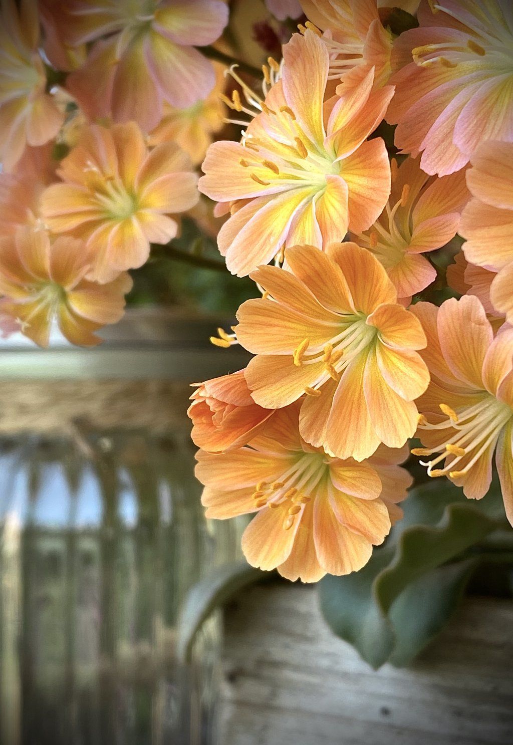 PerLa PrimaVista
