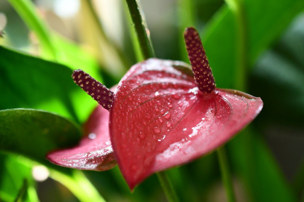 PerLa PrimaVista
