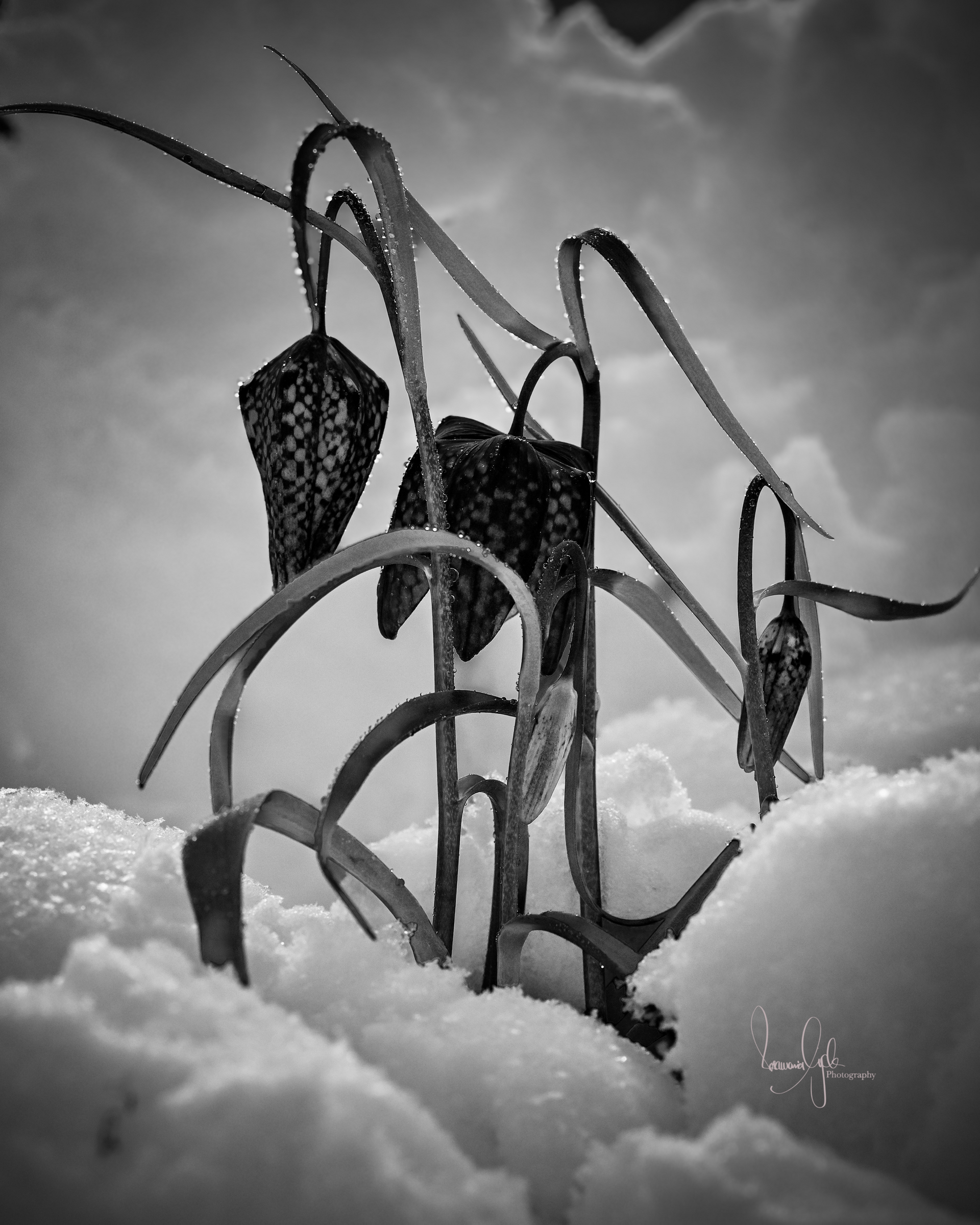 PerLa PrimaVista

