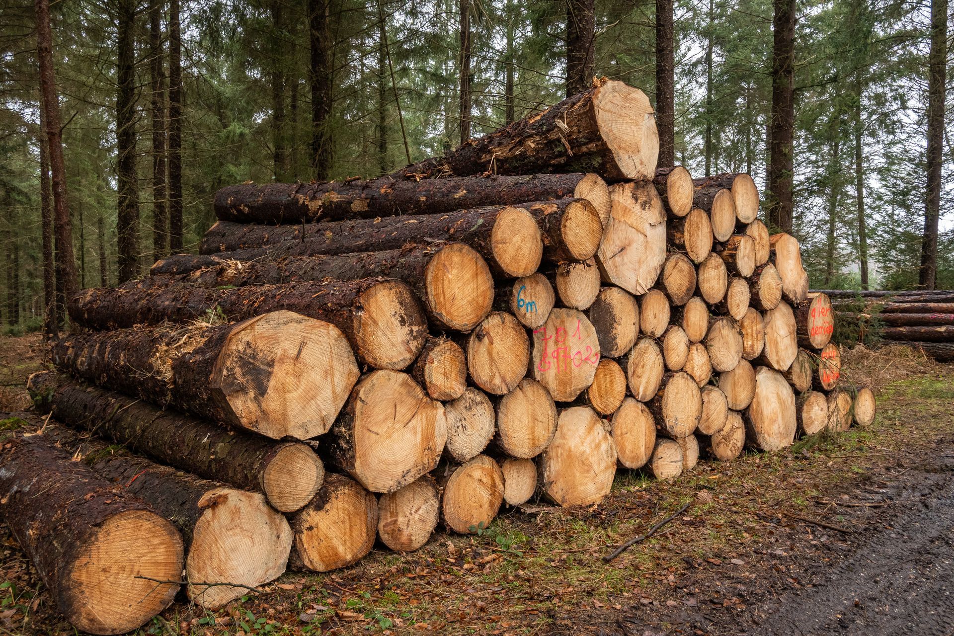 Un tas de bûches de bois empilées en forêt.