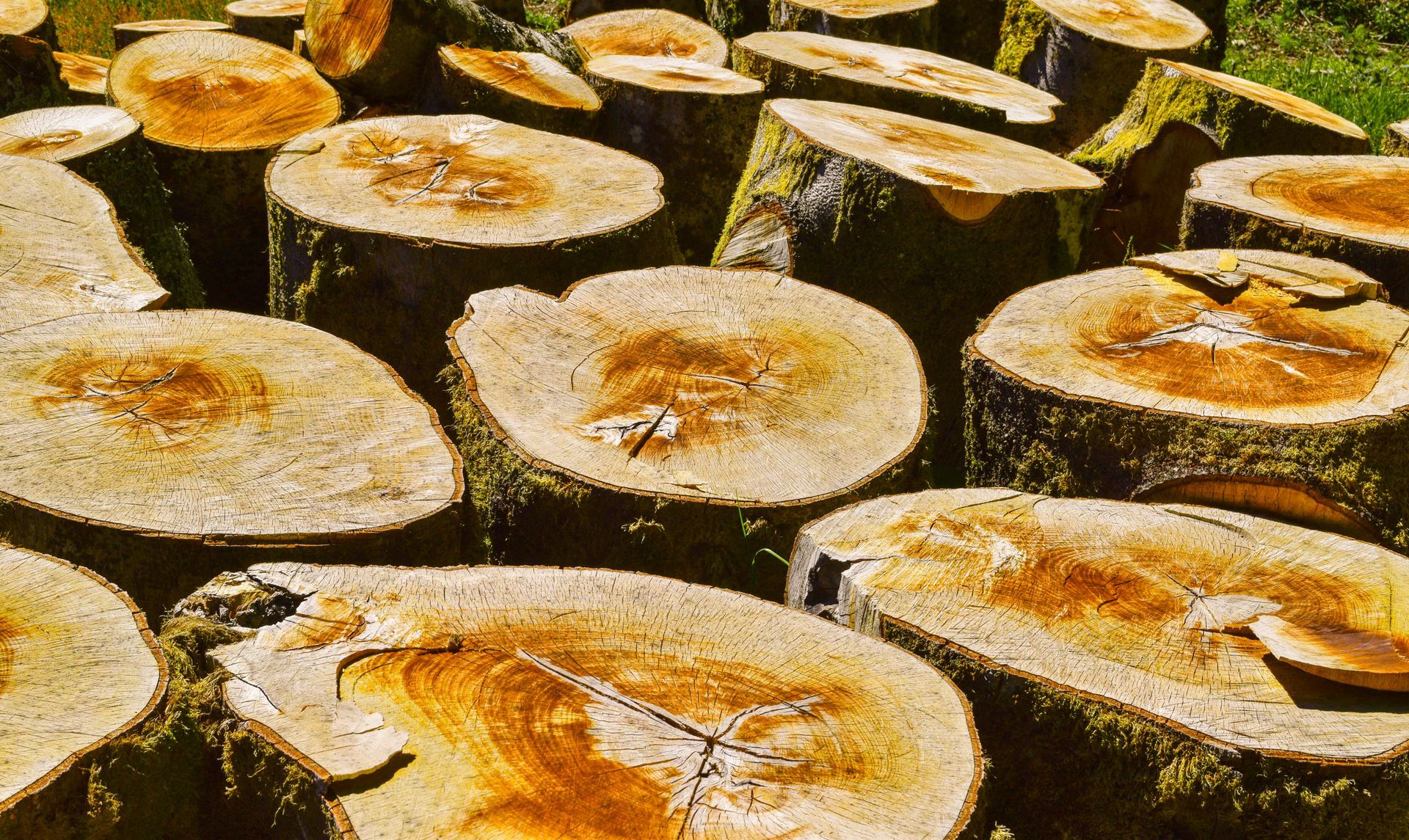 Une pile de grumes de bois fraîchement coupées.