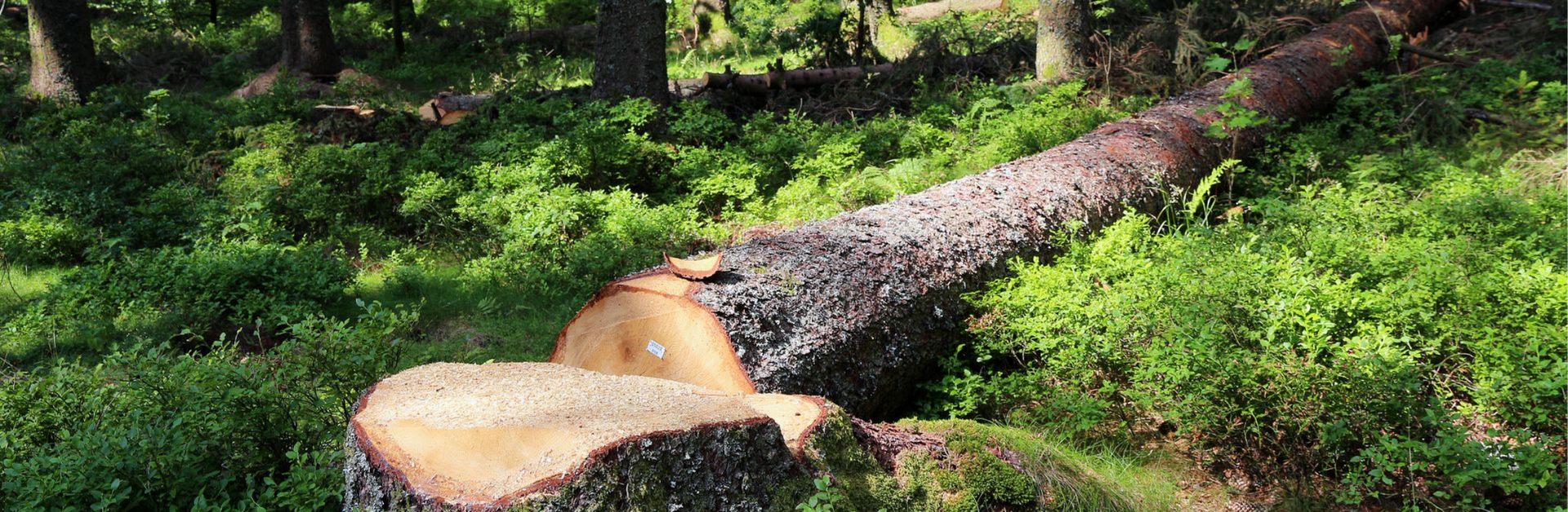 Un tronc d'arbre coupé dans une forêt.