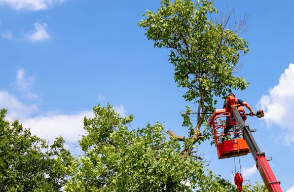 Un élagueur utilisant une nacelle pour couper les branches d’un arbre.