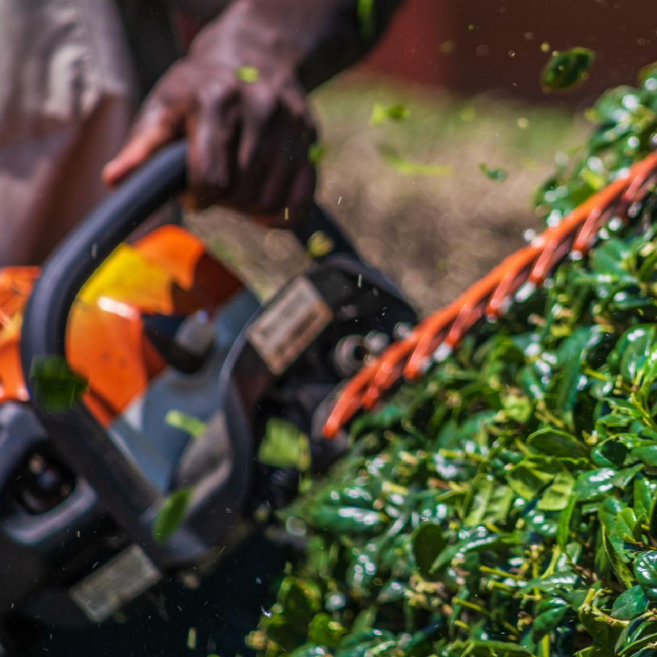 Une personne utilisant un taille-haie.