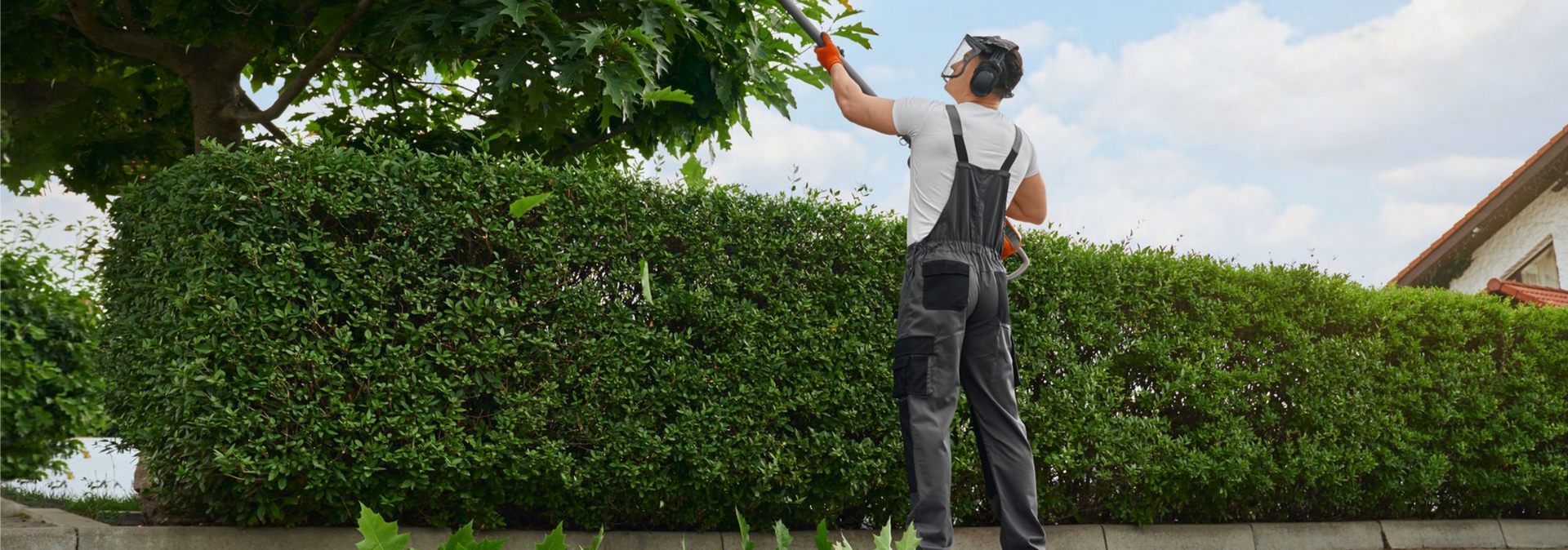 Une personne taillant un arbre à l'aide d'un taille-haie manuel.