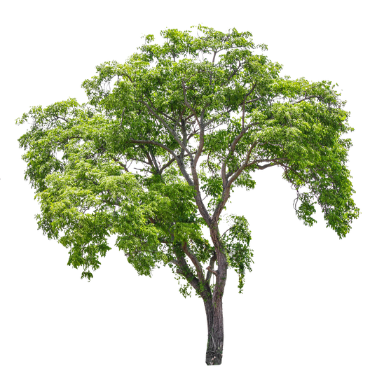 Un arbre feuillu.