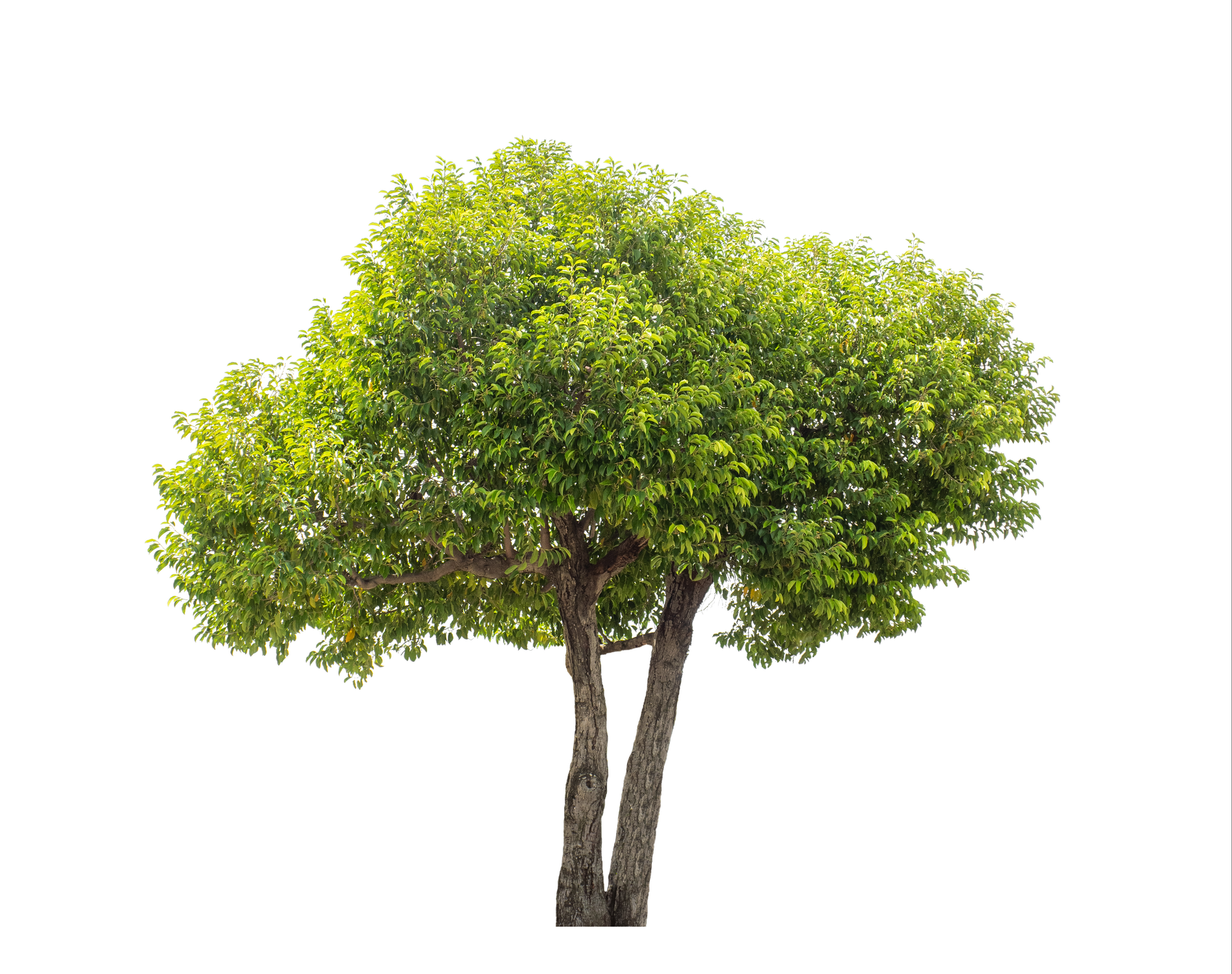 Un arbre au feuillage dense et arrondi