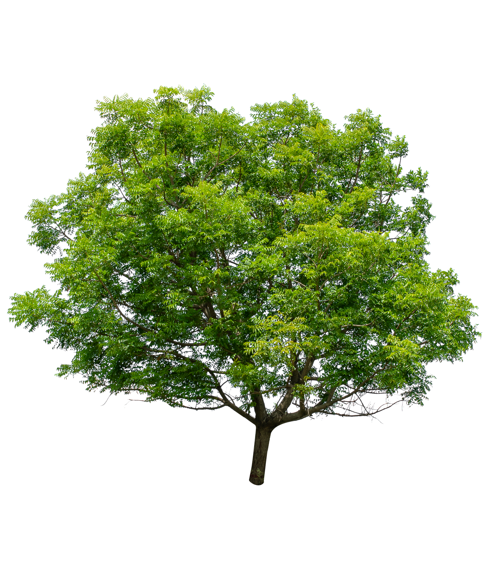 Un arbre feuillu avec un feuillage dense et vert.