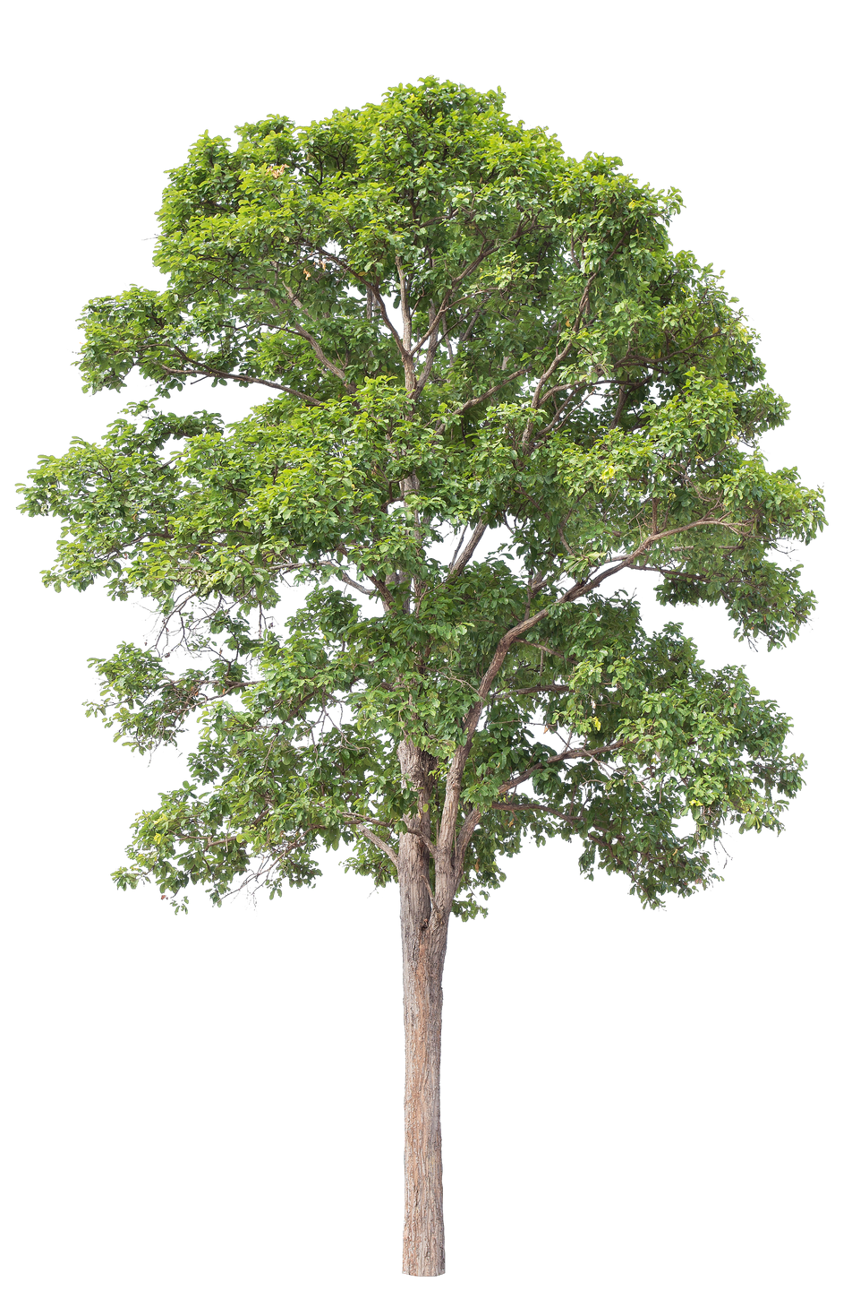 Un arbre feuillu avec une cime dense.