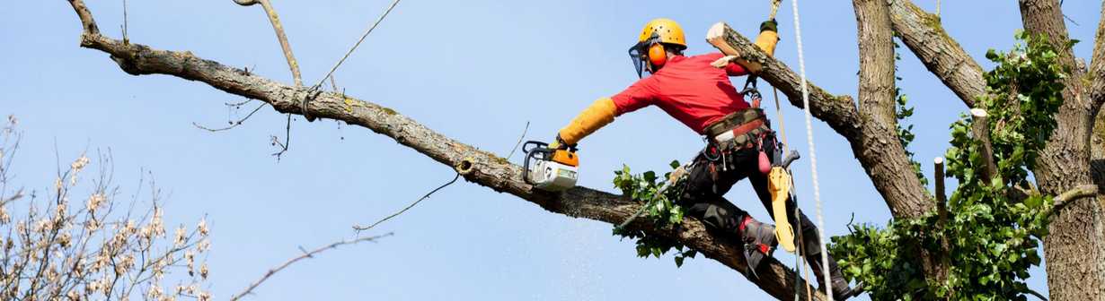 Un élagueur en équipement de sécurité coupant une branche d'arbre avec une tronçonneuse.