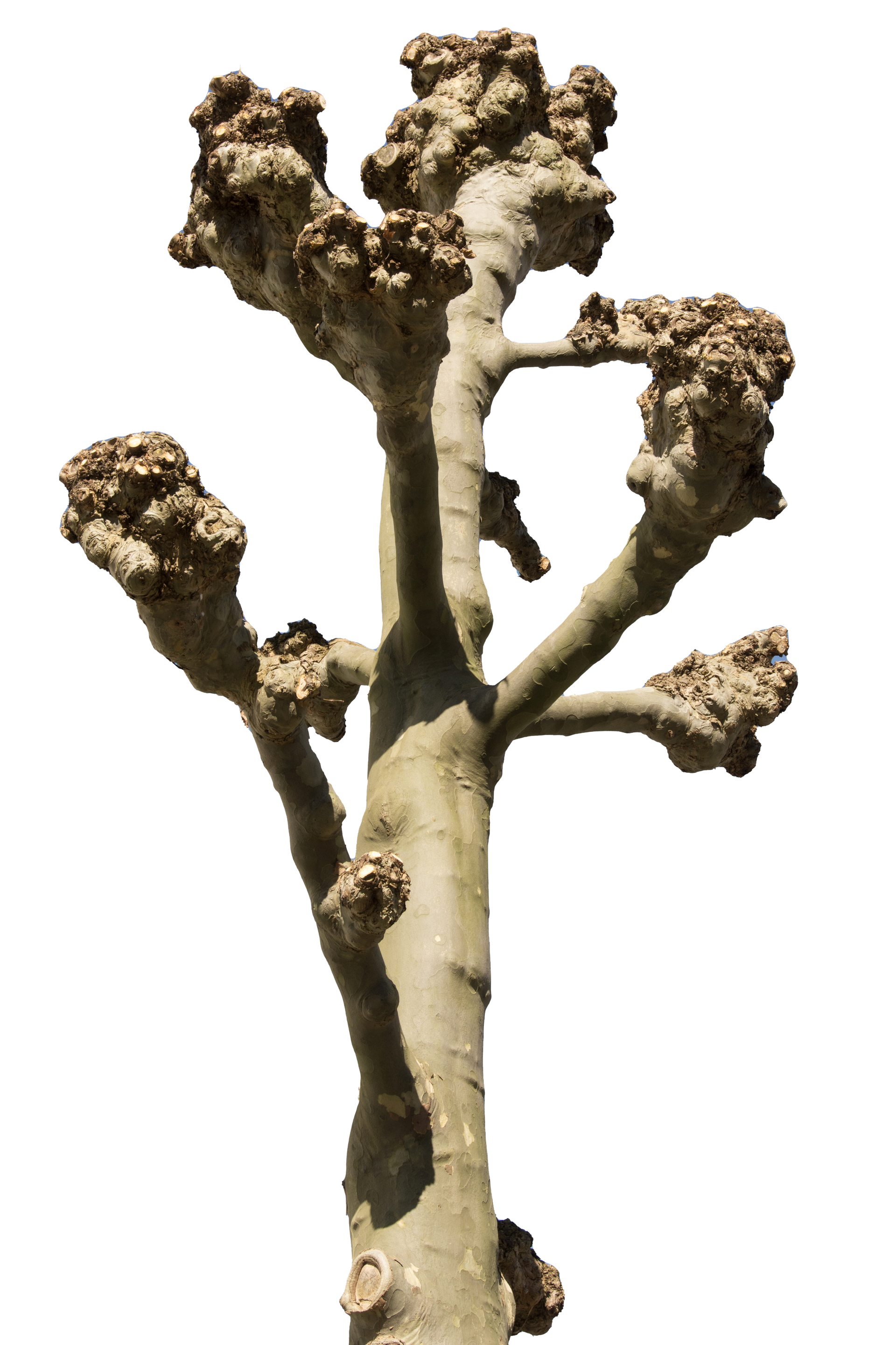 Un arbre avec des branches coupées.