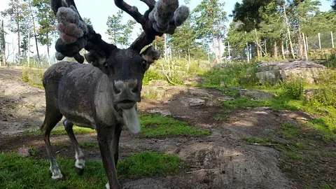 Lomamäen Lemmikkipuisto Oy