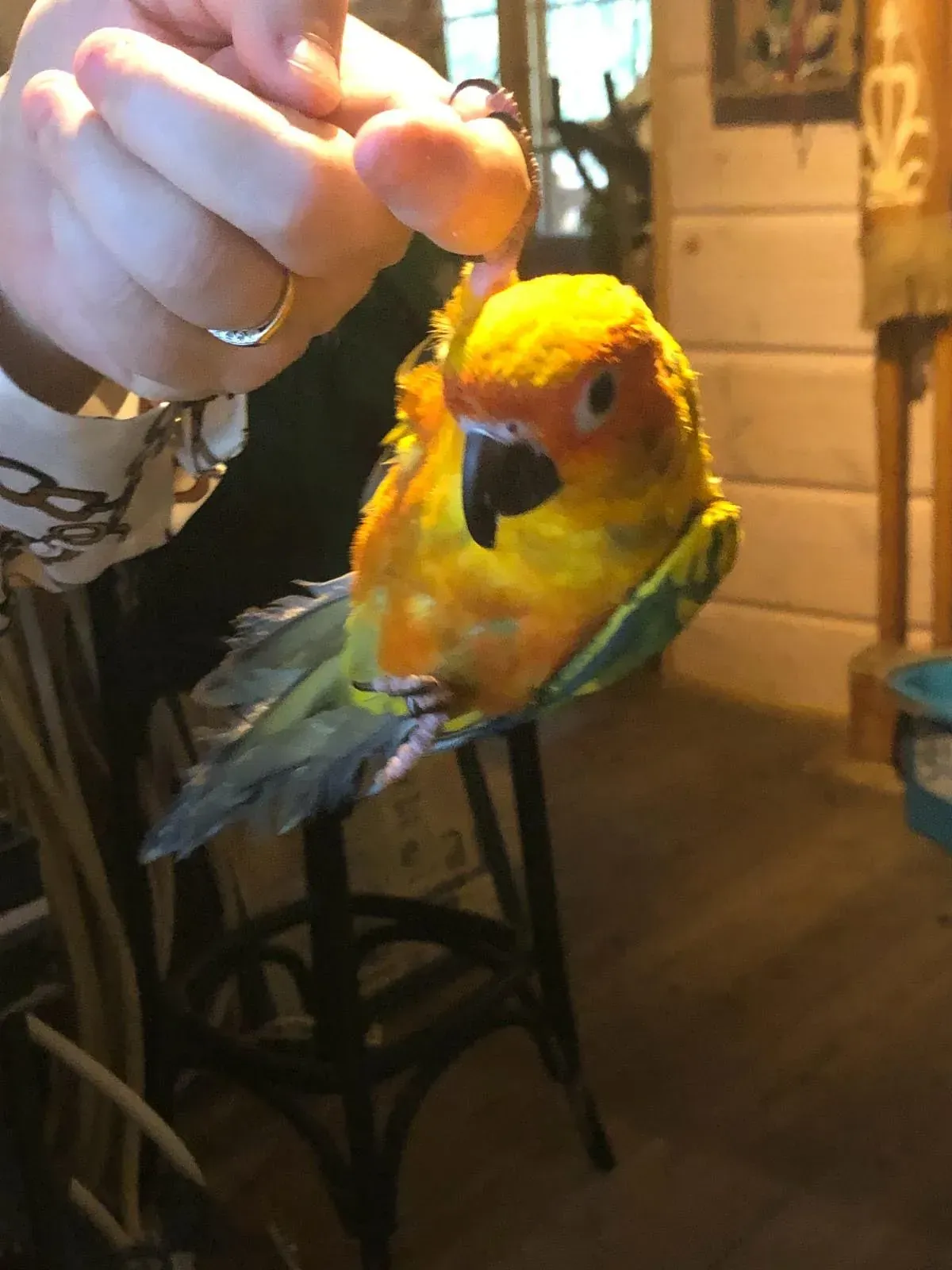 Lomamäen Lemmikkipuisto Oy