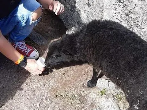 Lomamäen Lemmikkipuisto Oy