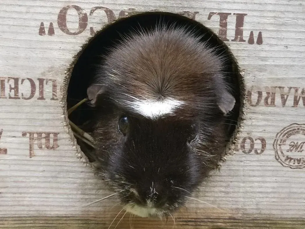 Lomamäen Lemmikkipuisto Oy