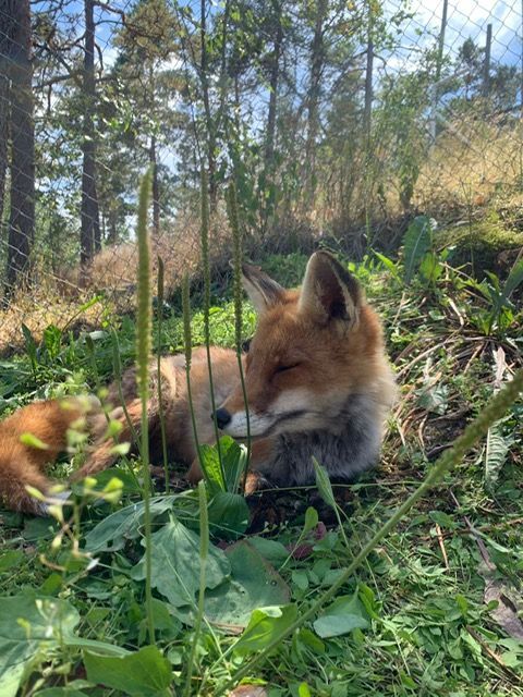 Lomamäen Lemmikkipuisto Oy
