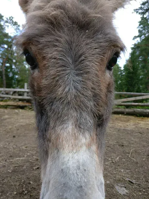 Lomamäen Lemmikkipuisto Oy