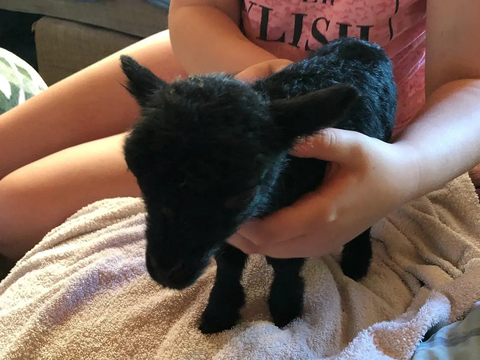 Lomamäen Lemmikkipuisto Oy