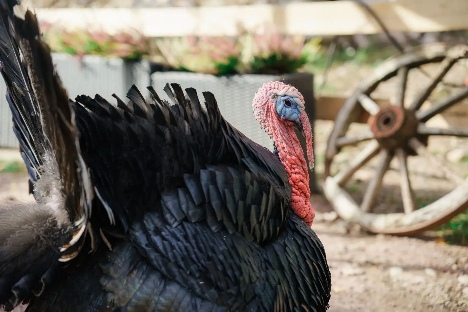 Lomamäen Lemmikkipuisto Oy