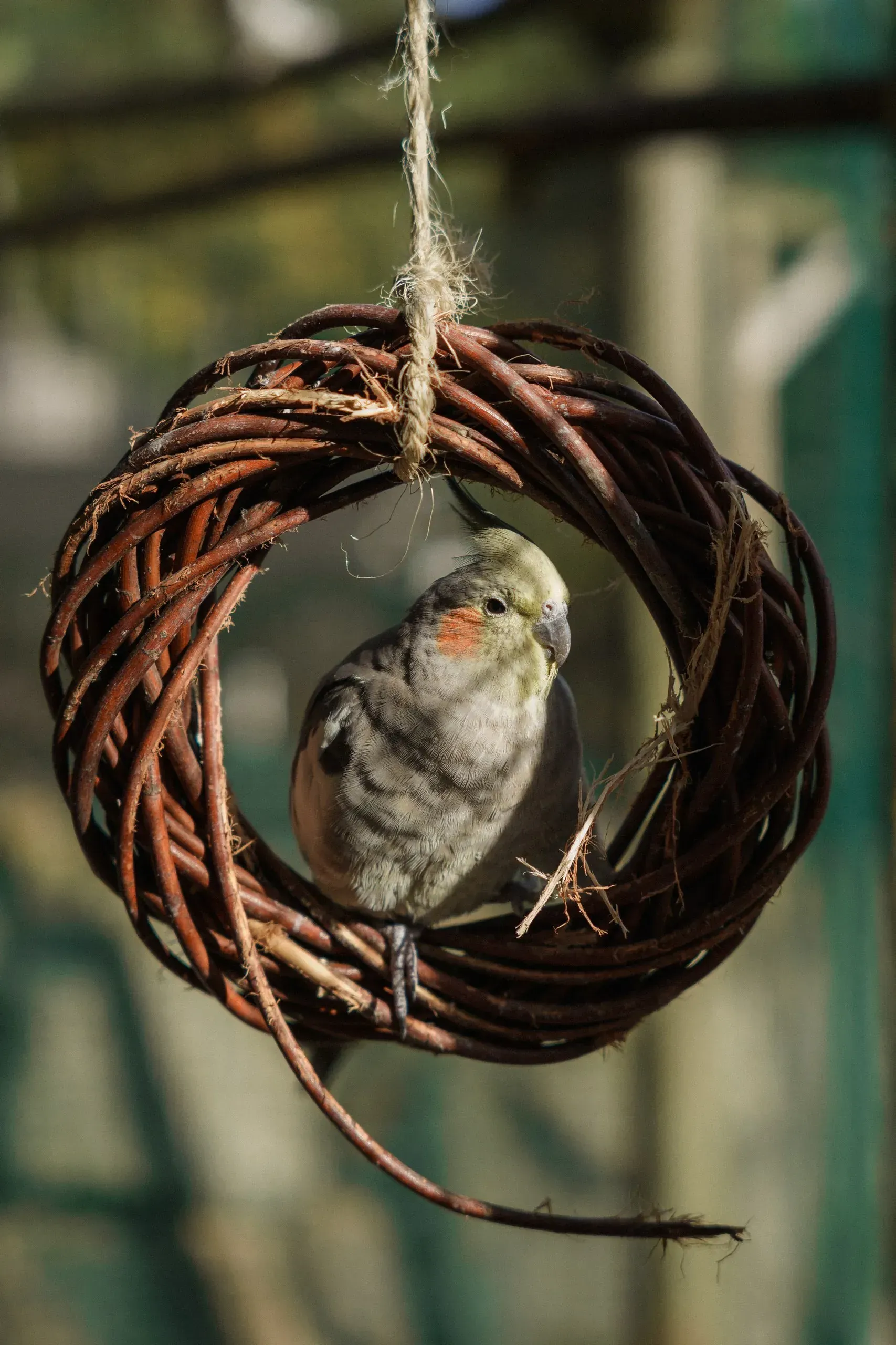 Lomamäen Lemmikkipuisto Oy