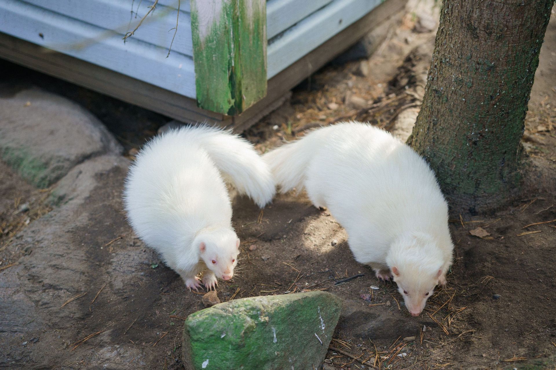 Lomamäen Lemmikkipuisto Oy