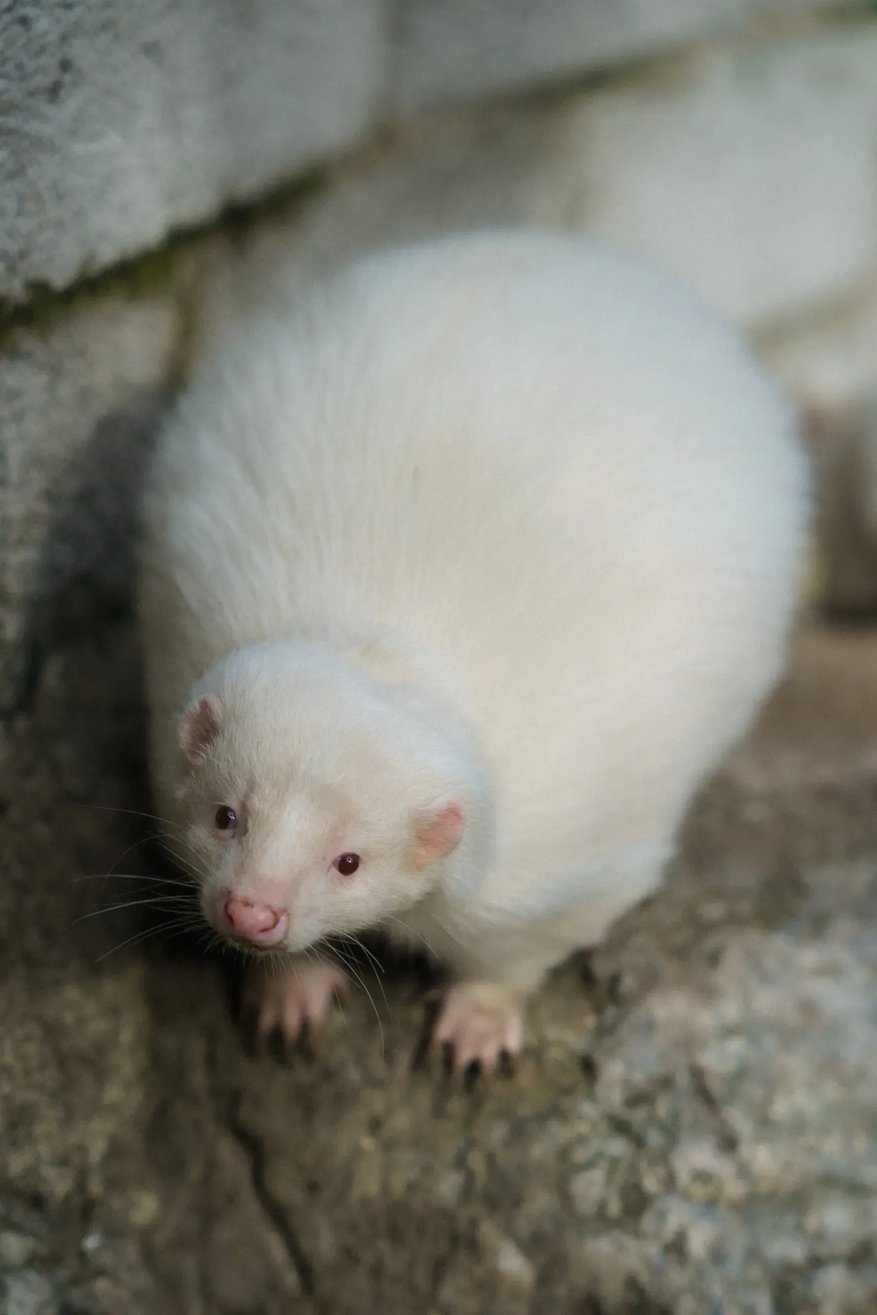 Lomamäen Lemmikkipuisto Oy