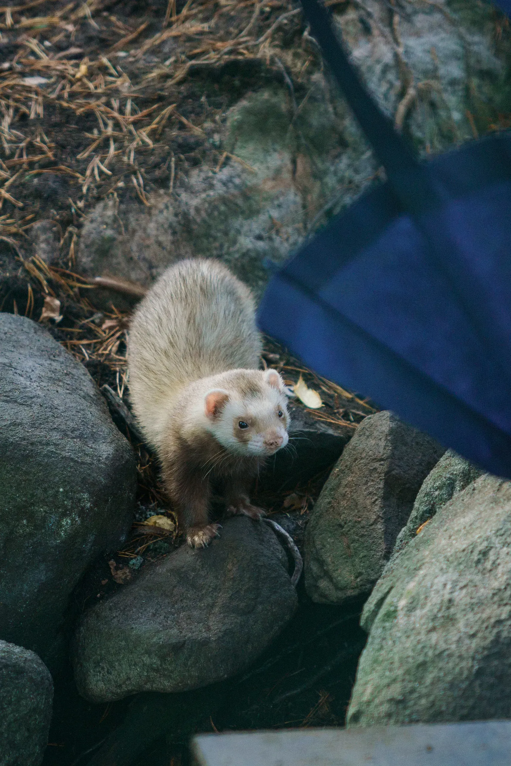 Lomamäen Lemmikkipuisto Oy