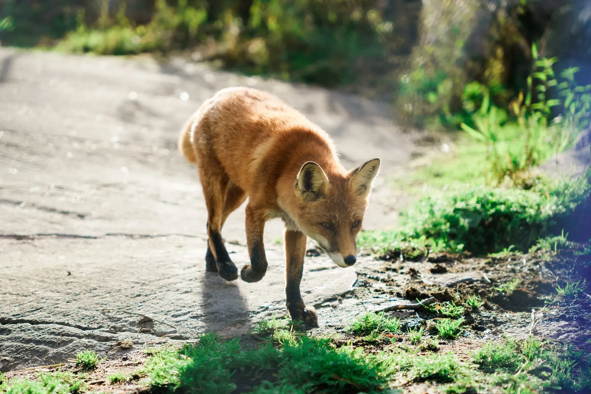 Lomamäen Lemmikkipuisto Oy