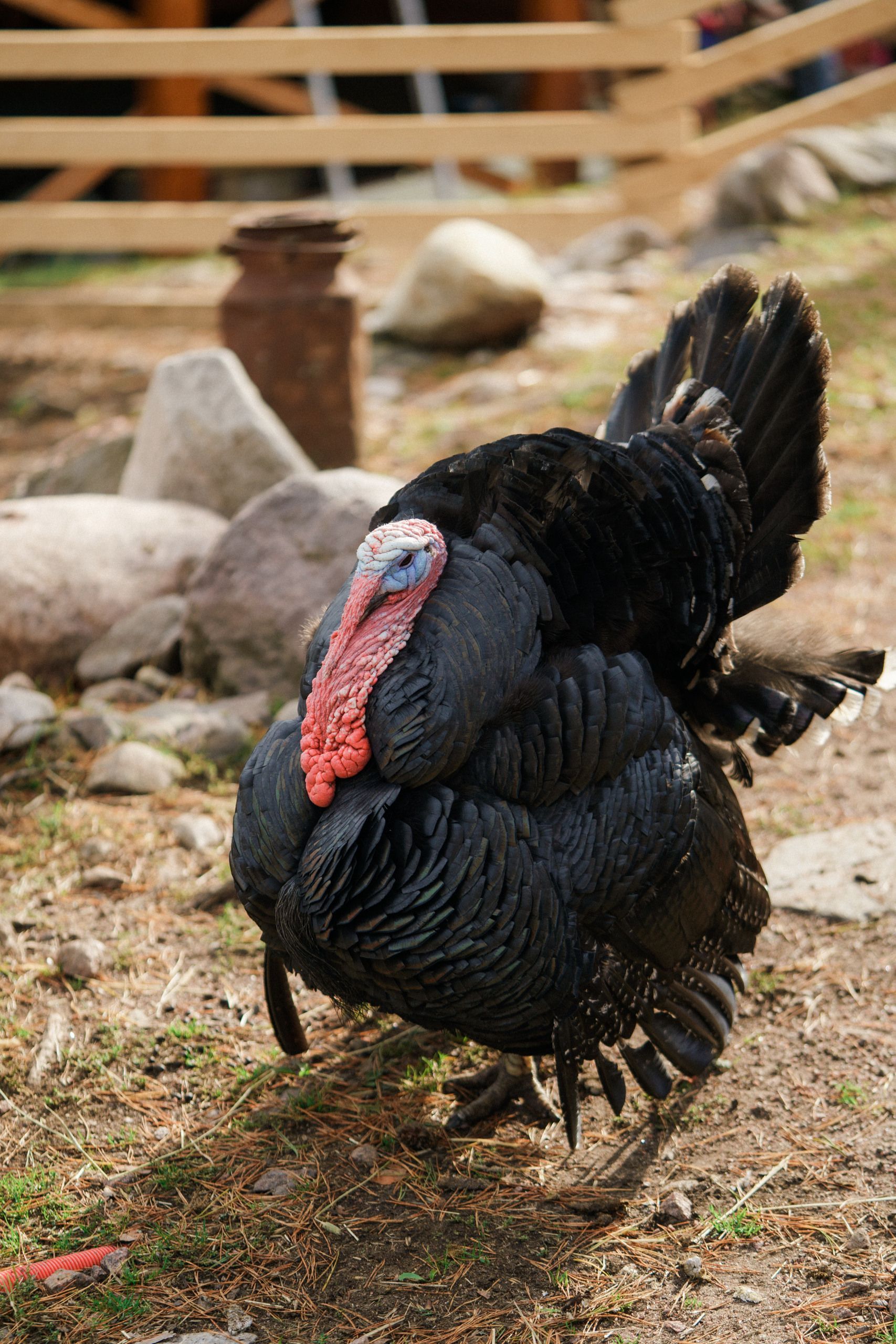 Lomamäen Lemmikkipuisto Oy