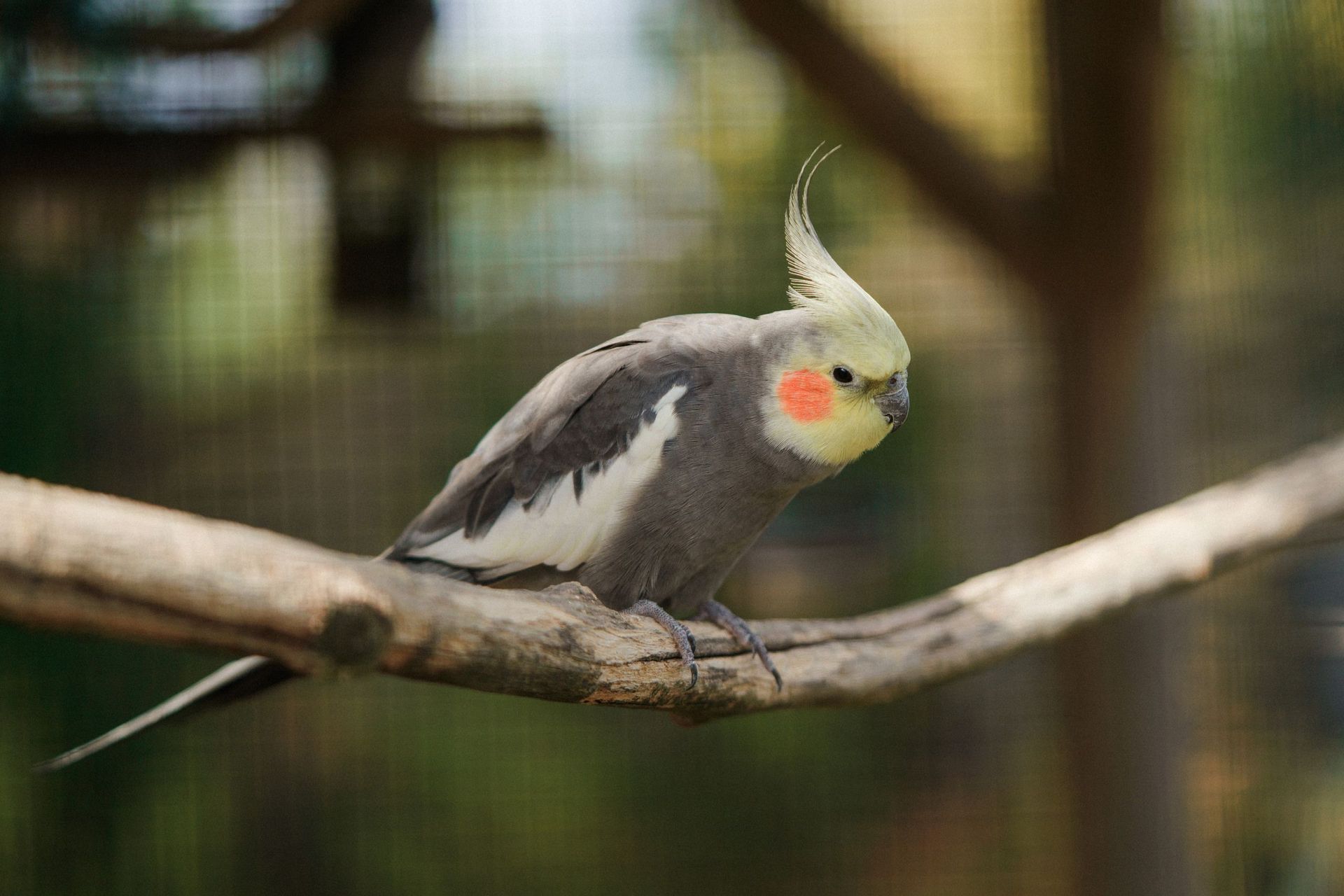 Lomamäen Lemmikkipuisto Oy