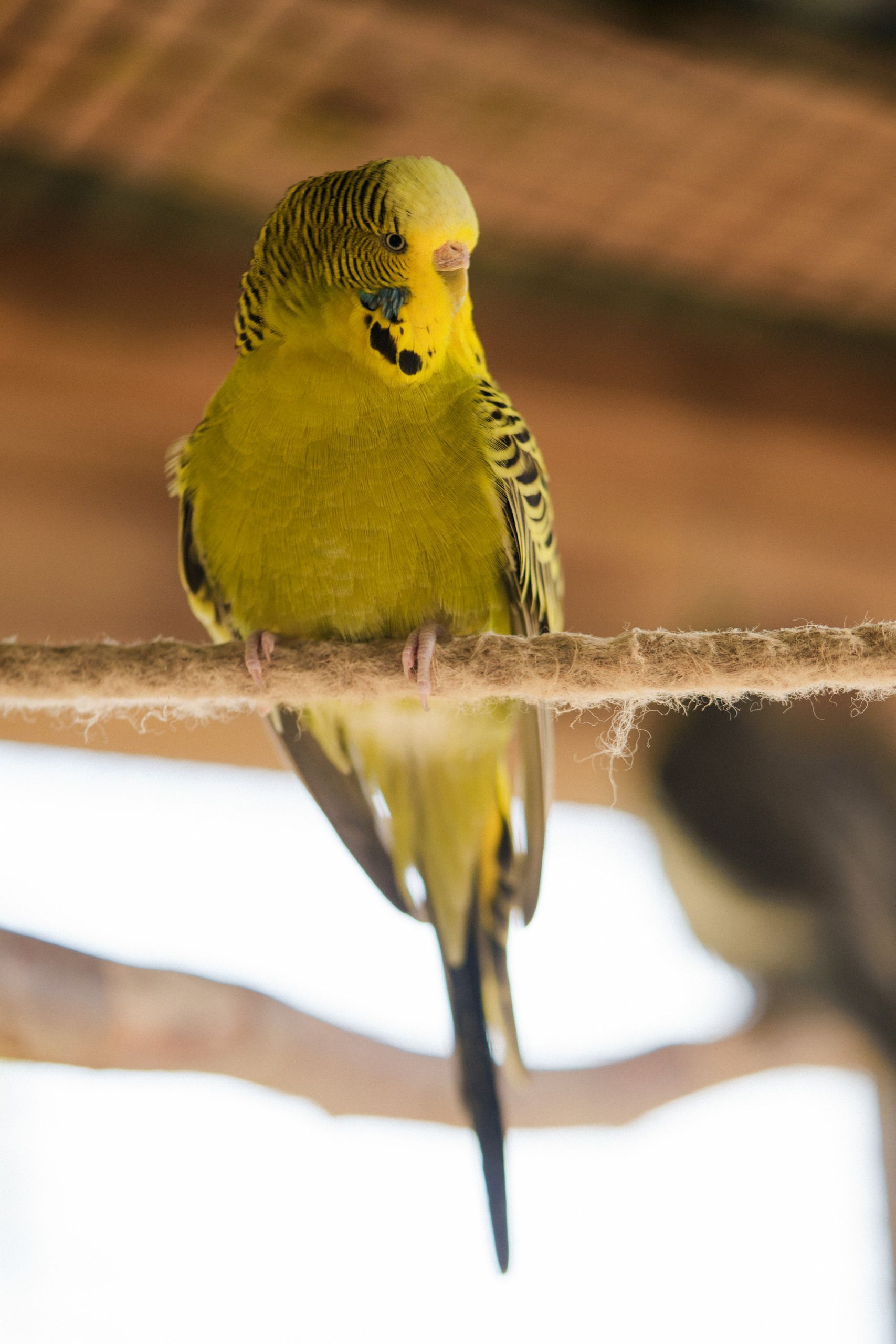 Lomamäen Lemmikkipuisto Oy