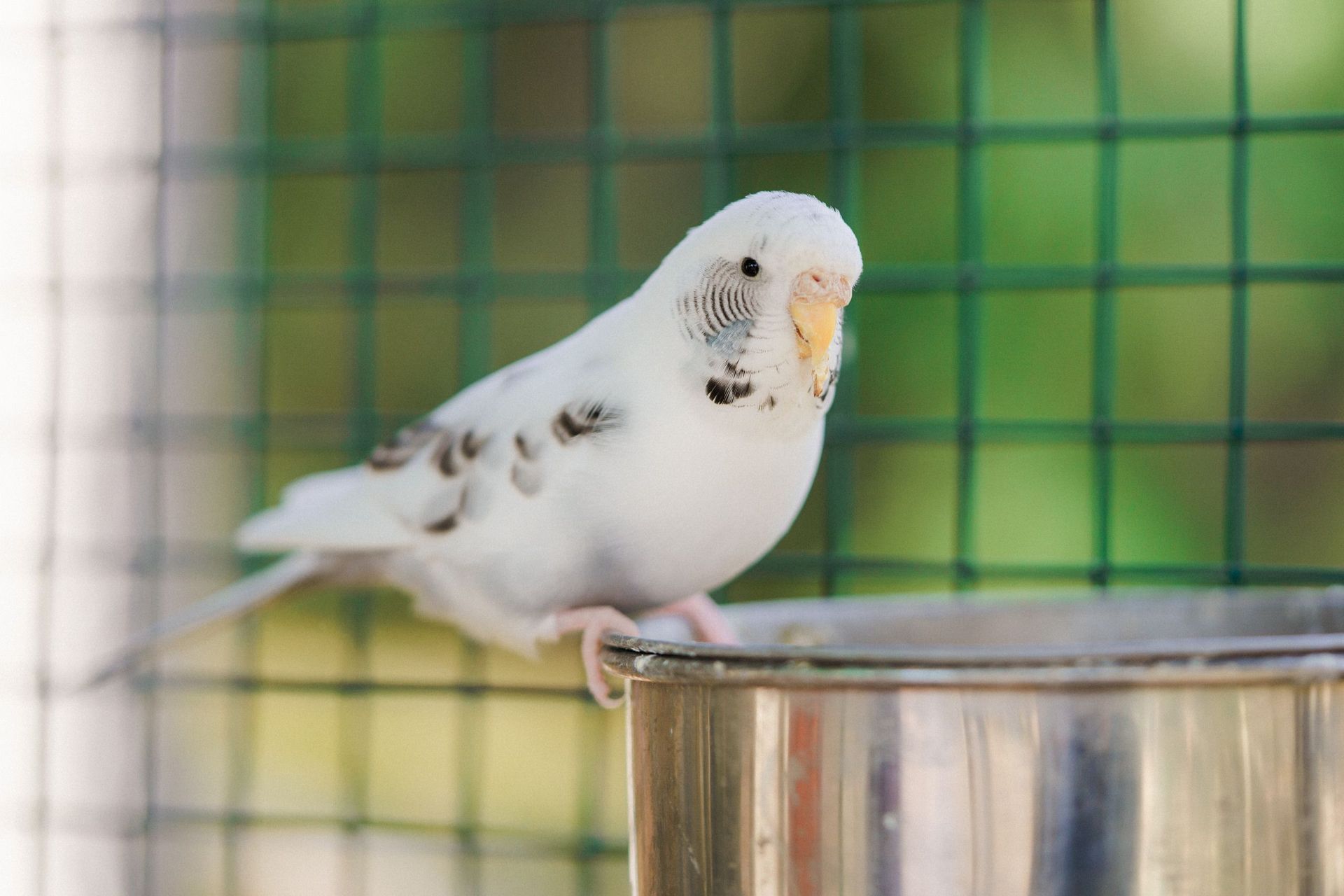 Lomamäen Lemmikkipuisto Oy