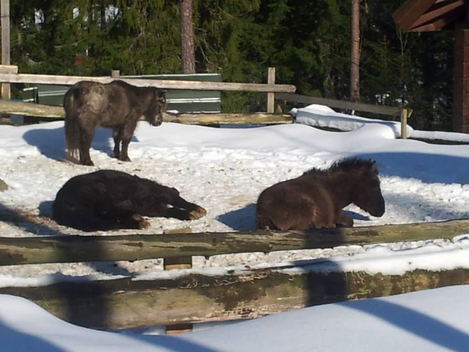 Lomamäen Lemmikkipuisto Oy