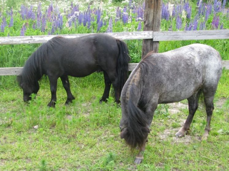 Lomamäen Lemmikkipuisto Oy