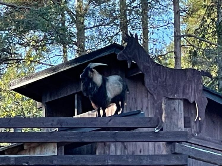 Lomamäen Lemmikkipuisto Oy