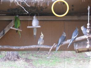 Lomamäen Lemmikkipuisto Oy