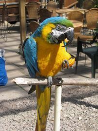 Lomamäen Lemmikkipuisto Oy