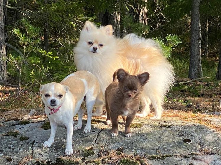 Lomamäen Lemmikkipuisto Oy