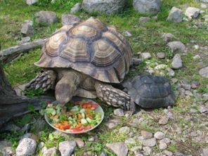 Lomamäen Lemmikkipuisto Oy