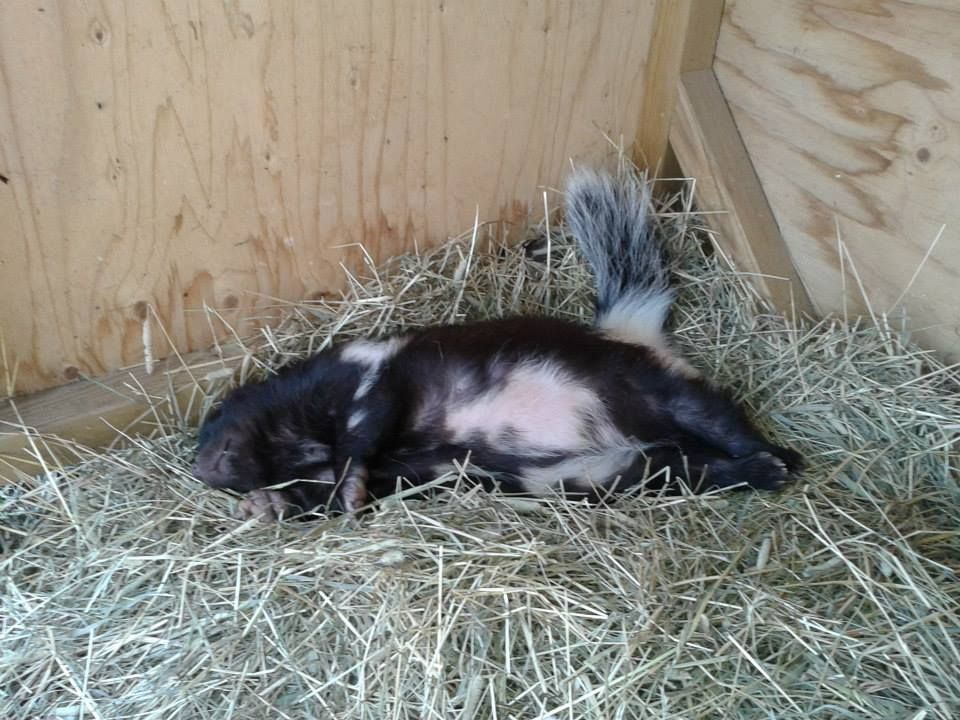 Lomamäen Lemmikkipuisto Oy