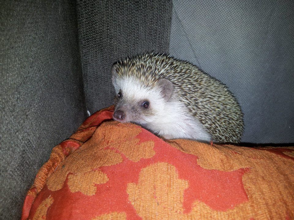 Lomamäen Lemmikkipuisto Oy