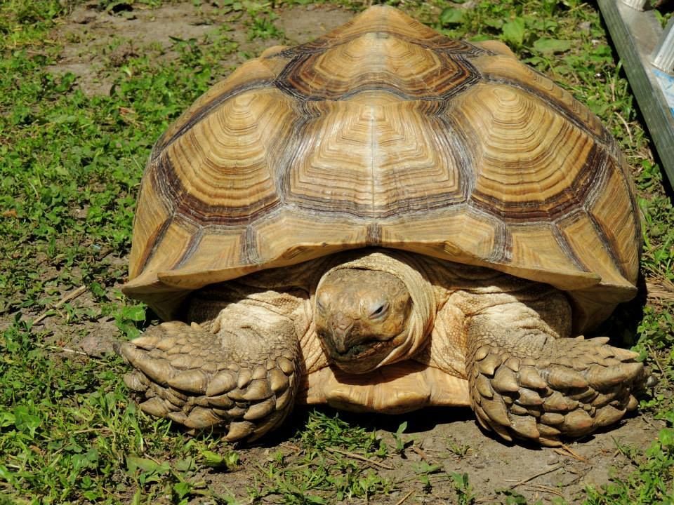 Lomamäen Lemmikkipuisto Oy