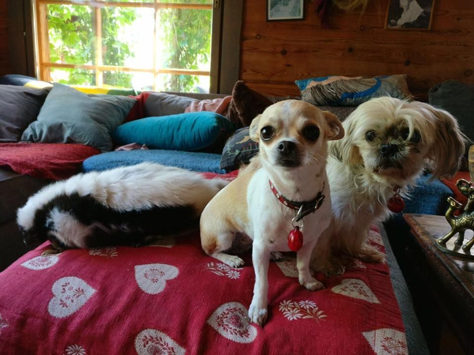 Lomamäen Lemmikkipuisto Oy