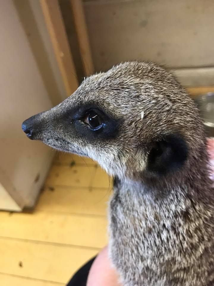 Lomamäen Lemmikkipuisto Oy