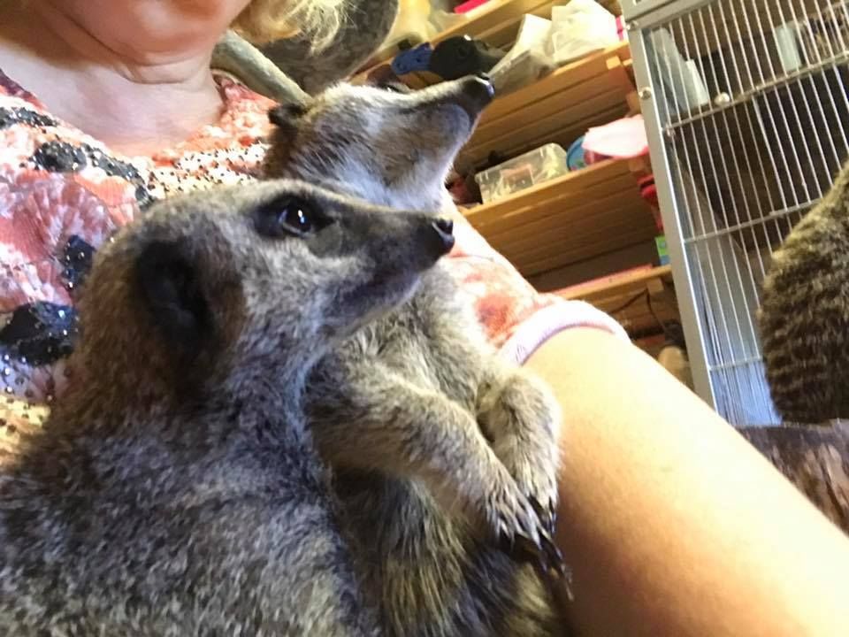 Lomamäen Lemmikkipuisto Oy