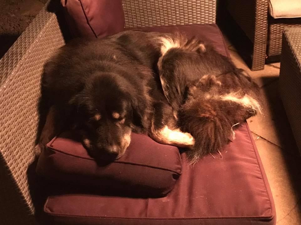 Lomamäen Lemmikkipuisto Oy