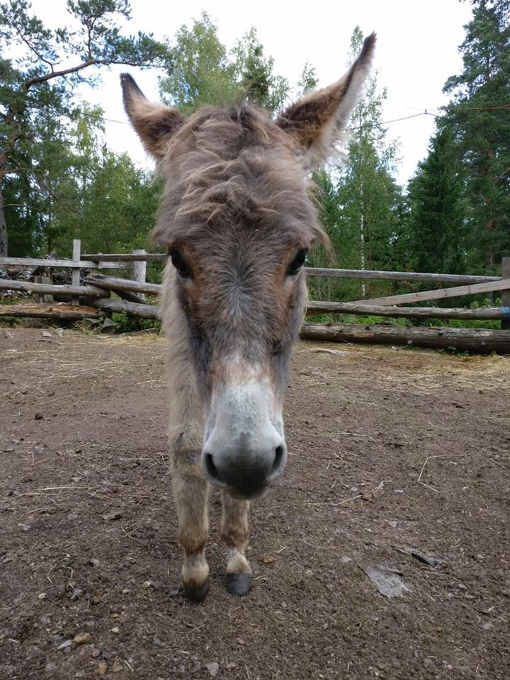 Lomamäen Lemmikkipuisto Oy