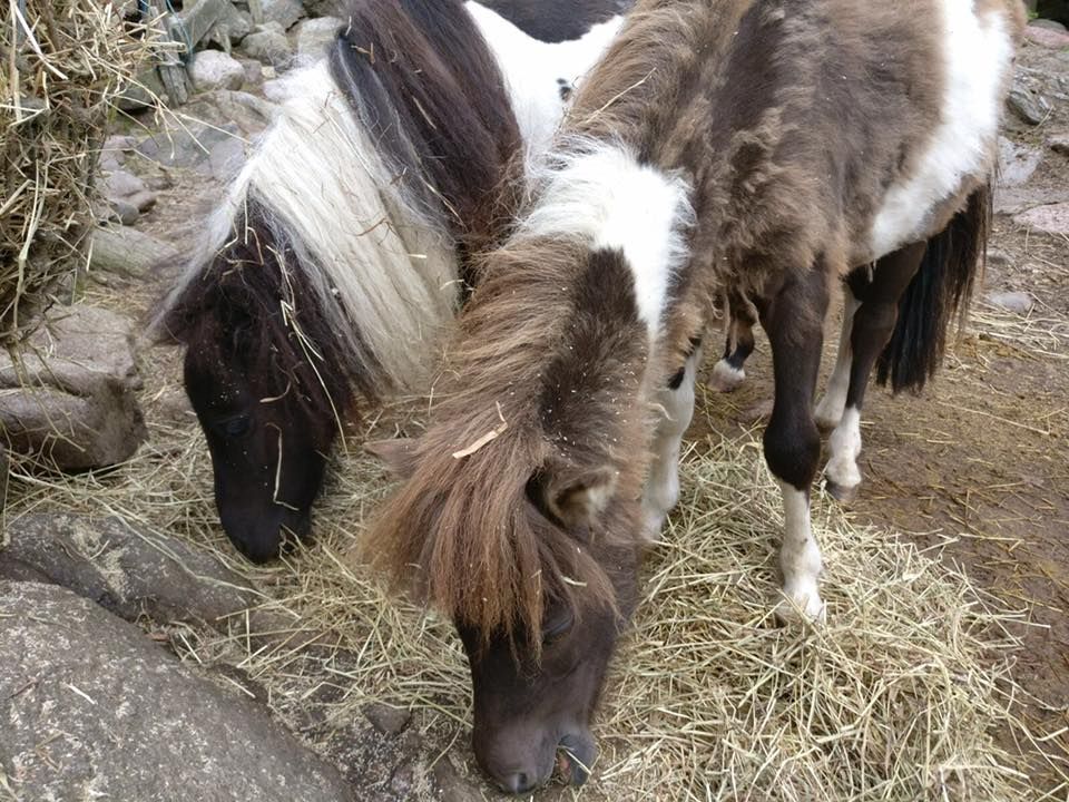 Lomamäen Lemmikkipuisto Oy