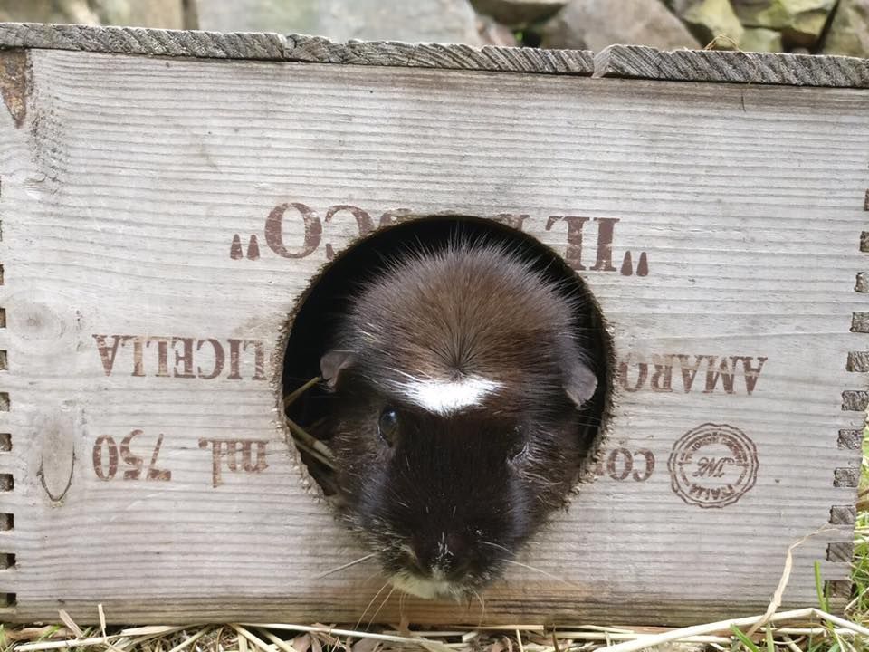 Lomamäen Lemmikkipuisto Oy