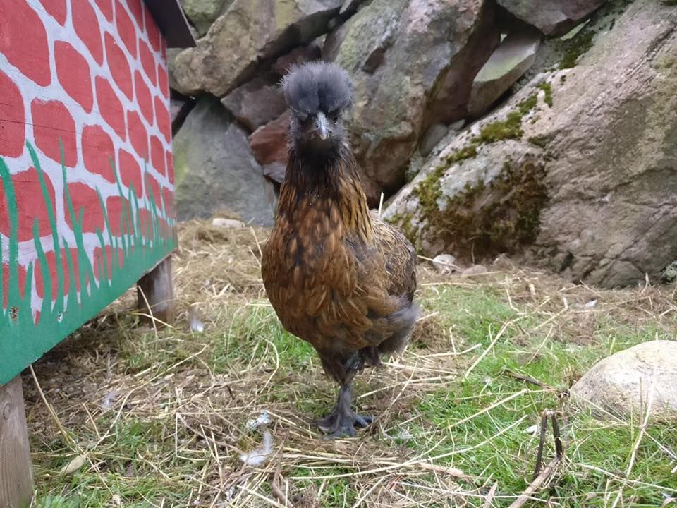 Lomamäen Lemmikkipuisto Oy